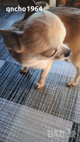 чихуахуа , снимка 4 - Чихуахуа - 52663276