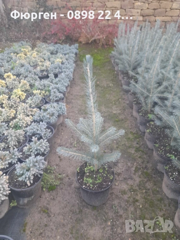 Сребрист смърч (Picea pungens), снимка 5 - Разсади - 35188178