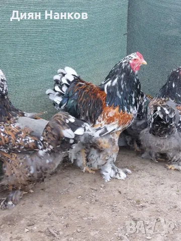 Разплодни яйца , снимка 2 - други­ - 49704952