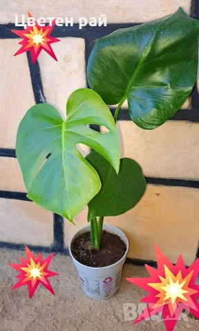 Комплект от три вида monstera, може и по отделно, снимка 7 - Стайни растения - 56123987