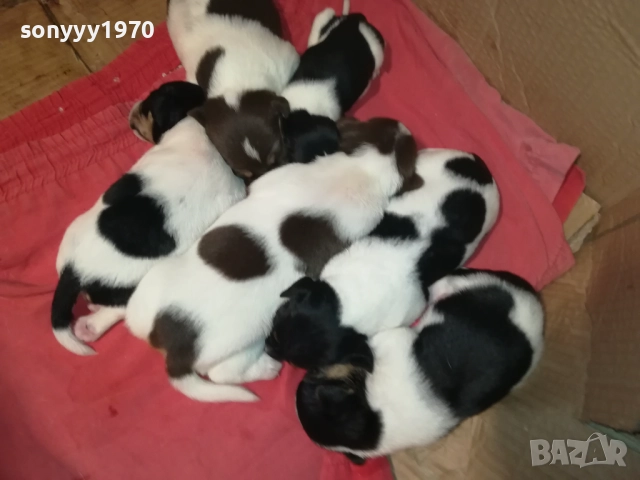 ДЖАК РЪСЕЛ-250ЛВ ЗА СЛАДКО КУТРЕ ПО ИЗБОР 2708251117, снимка 9 - Джак ръсел териер - 51505975