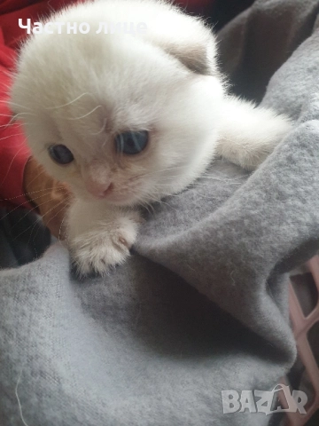 Шотландски котета златна чинчила.