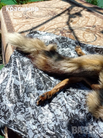 Кожена яка от лисица, снимка 4 - Шалове - 54312760
