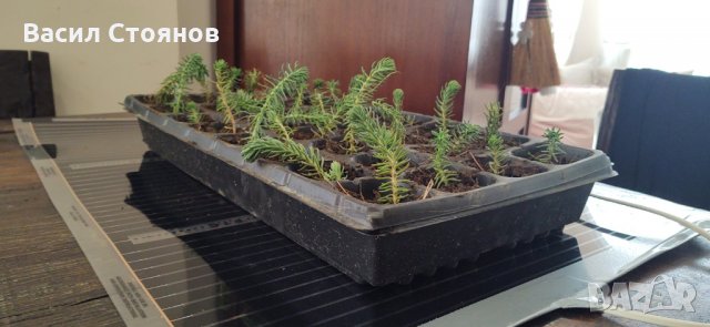 Нагревателна подложка за разсад Арно, снимка 10 - Разсади - 30952406