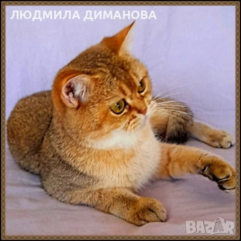 Шотландско мъжко Златна чинчила с родословие., снимка 8 - Британска късокосместа - 52376484