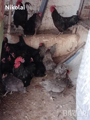 Пиленца и яйца от Легхорн и Черен Австралорп , снимка 5 - Кокошки и пуйки - 49379288