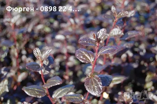 Цеанотусът (Ceanothus) или калифорнийският люляк Налични 3 вида, снимка 11 - Разсади - 49944023