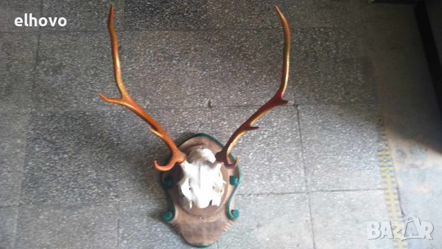 Еленови рога с череп, снимка 4 - Колекции - 42075467