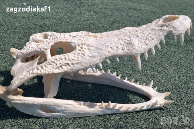 Челюст КРОКОДИЛ 100% Реални снимки с документ за притежание по CITES, снимка 2 - Колекции - 52833704