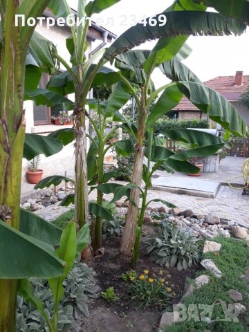 Банан . Бананова палма , снимка 3 - Градински цветя и растения - 33713944