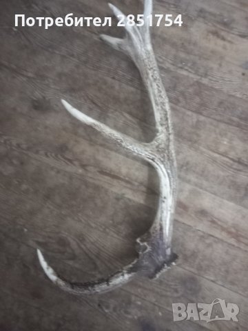 Рог от  елен , снимка 2 - Колекции - 42600581