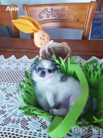 ШЕПИЧКА ЛЮБОВ, снимка 7 - Померан - 54100261