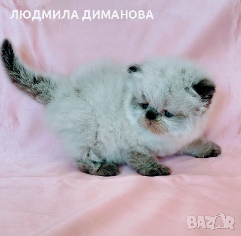 Персийско хималайско момиче. , снимка 9 - Персийска - 54252433