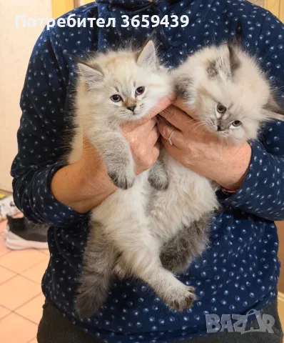 Невска маскарадна котка , снимка 2 - Други - 55002921