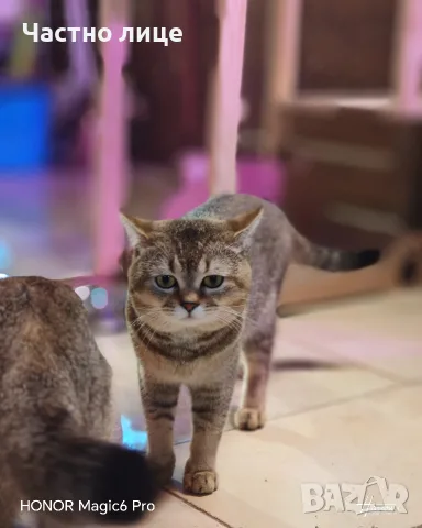 шотланска котка, снимка 2 - Други - 56150536
