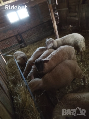 Агнета (Шилета) 10лв/кг