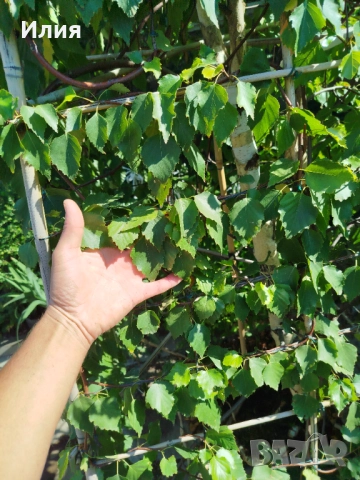 Бреза на формировка пирамида , снимка 12 - Градински цветя и растения - 51471282