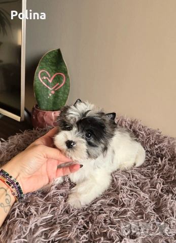 Момиче родословна принцеса, снимка 5 - Йоркширски териер - 53202768