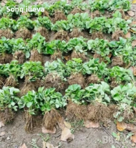 Продавам ягоди и малини, снимка 12 - Разсади - 54270403