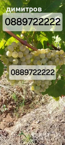 ПРОДАВАМ ГРОЗДЕ-ДИМЯТ -ЧЕРВЕН МИСКЕТ