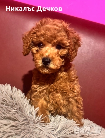 Червен Той Пудел 