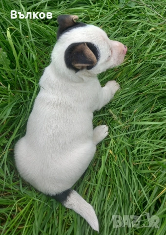 Джак-ръсел териер, снимка 3 - Джак ръсел териер - 52882381