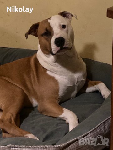 Търси женска. Американски питбул., снимка 3 - Питбул - 42910878