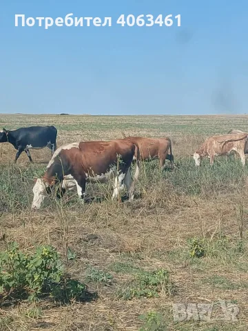 Продавам стадо крави 