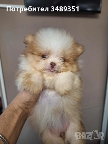 Померан ,померан 