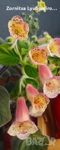 Колерия Ni's Paula