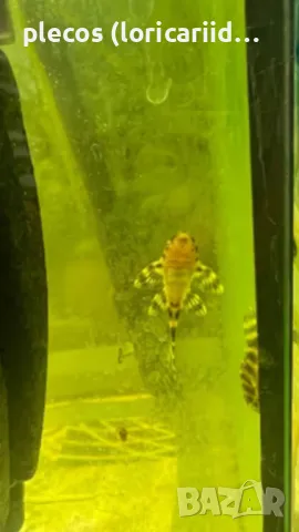 HYPANCISTRUS L333, снимка 2 - Рибки - 49397514