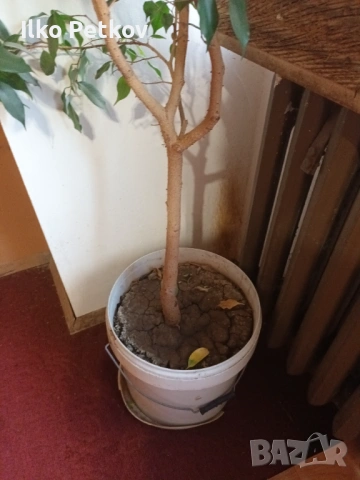 Бенджамин, снимка 2 - Стайни растения - 53022032