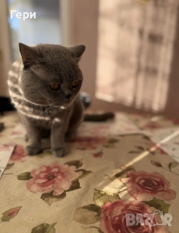 Британски котарак , снимка 3 - Британска късокосместа - 54358990