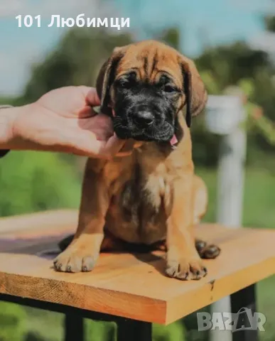 Кане Корсо с родословие, снимка 7 - Кане корсо - 47450525