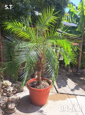 Палма Феникс рубелине, снимка 3 - Градински цветя и растения - 54013380