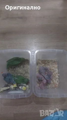 Малък Александър 💗 Корела, снимка 2 - Папагали - 50238458