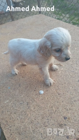 Бретон+кокер, снимка 2 - Кокер шпаньол - 54305621