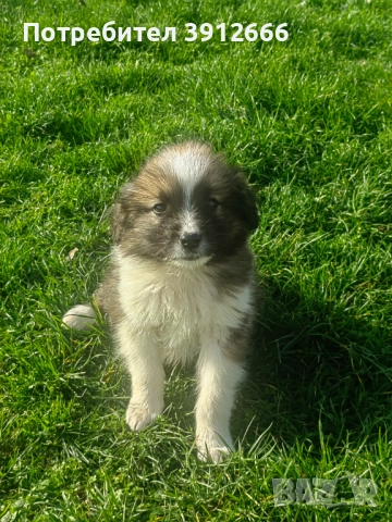 Продавам чистокръвни каракачанаски овчарки , снимка 3 - Каракачанска овчарка - 52393767