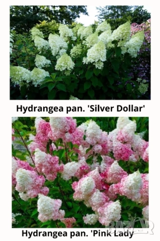 Хортензии за слънце, снимка 4 - Градински цветя и растения - 51461220