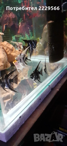 Подарявам рибки