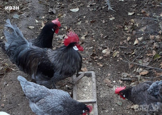 Оплодени яйца от Синьо Брезе, снимка 6 - други­ - 21016170