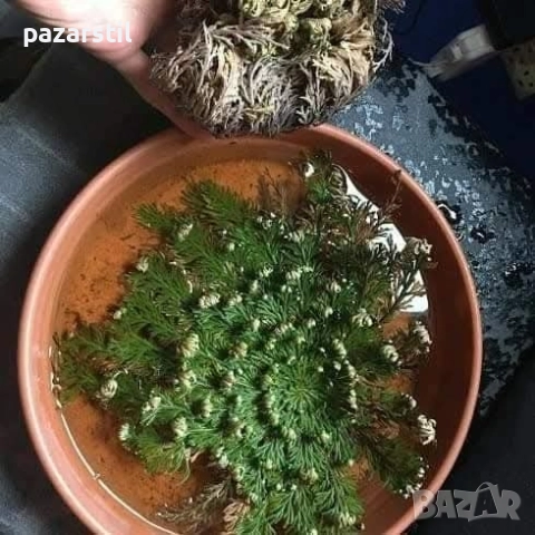 Йерихонска роза 