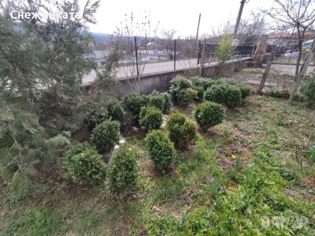 Вечнозелени топчести и дървовидни чемшири, снимка 4 - Градински цветя и растения - 40466313