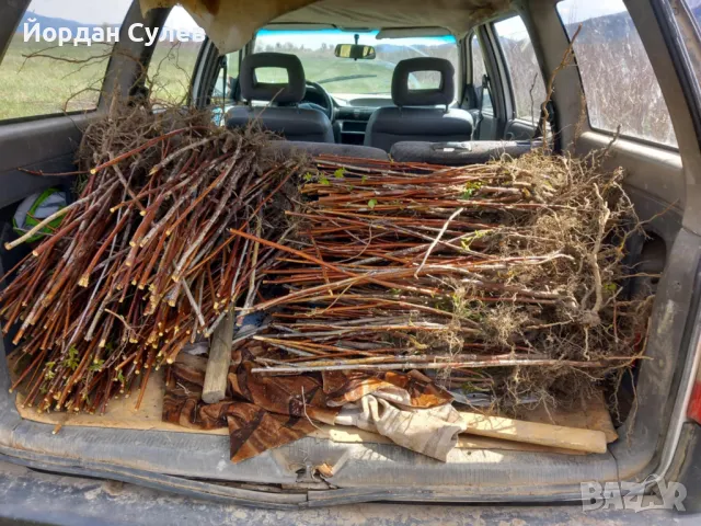 ‼️🌱Здравеите предлагам разсад Малини Висок Добив Много Сладки и Ароматни  (Люлин1лв) (Полка Глен Ди, снимка 8 - Разсади - 49910225