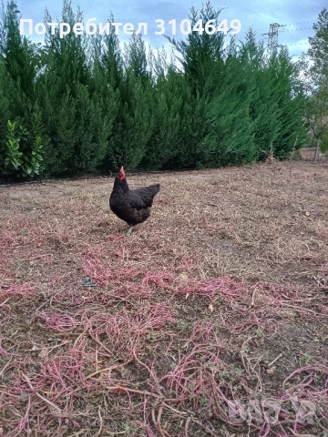 Кокошки, снимка 5 - други­ - 51939883
