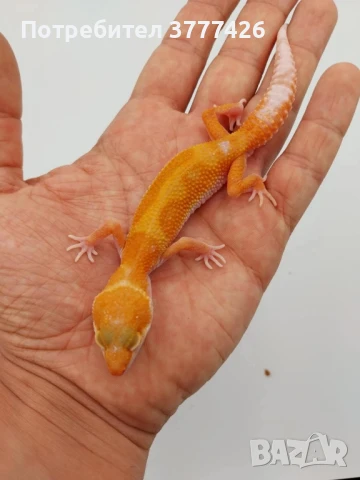 Леопардови Гекони, снимка 7 - Гекон - 41426835
