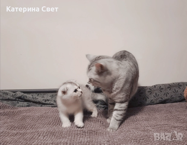 Чистокръвен шотландски клепоух, мъжко 3 месеца , снимка 10 - Британска късокосместа - 52446026