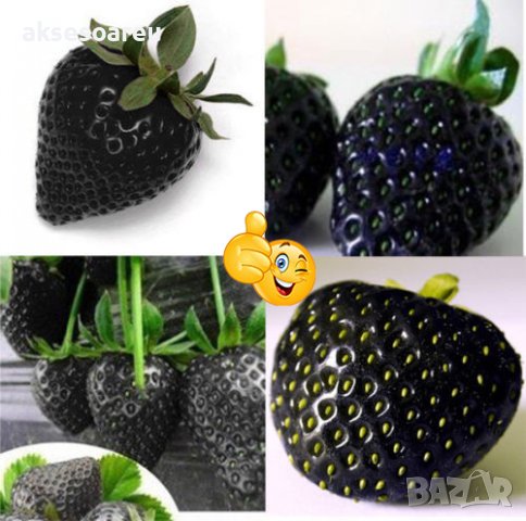 200 семена от плод черна ягода черни ягоди органични плодови ягодови семена от вкусни ягоди отлични , снимка 12 - Сортови семена и луковици - 37706890