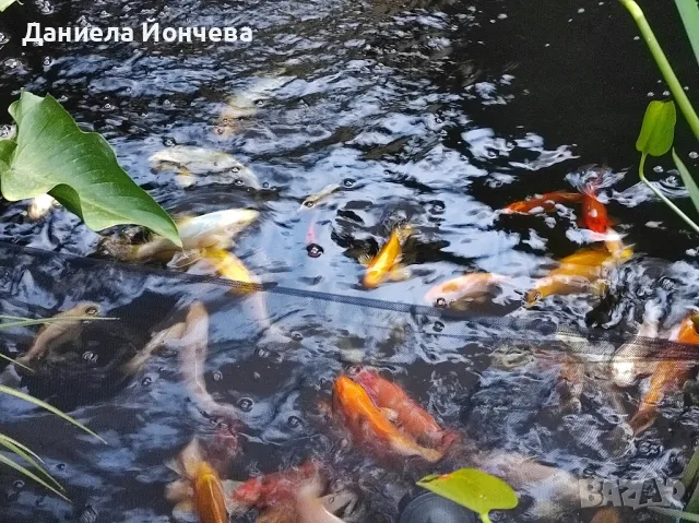 езерни риби Японски шаран кои 20- 30-40 см, снимка 3 - Рибки - 47149787
