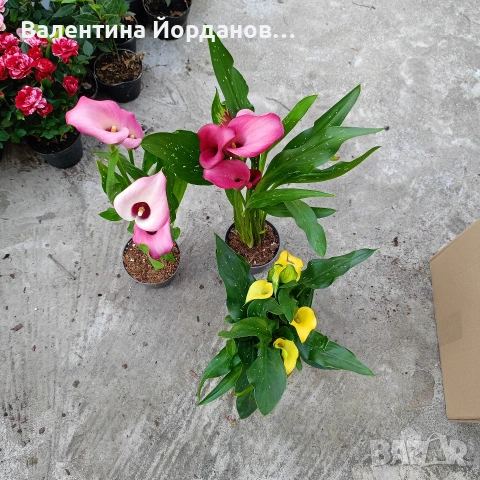 кала три цвята , снимка 5 - Градински цветя и растения - 54250718